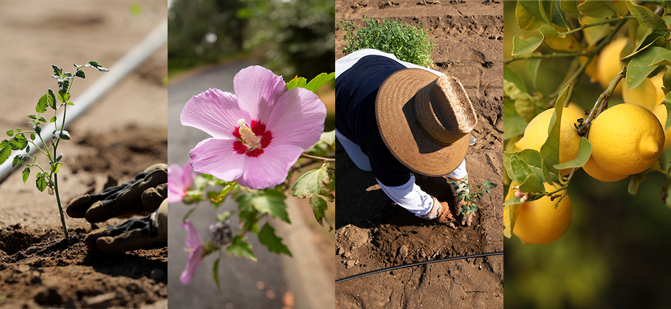 Questions for the Master Gardener Program