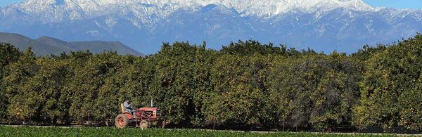 UCR Agricultural Operations - Tractor through a citrus grove