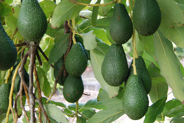 Avocado Research at UCR