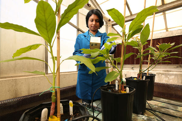 Avocado Research Soil Testing at UCR