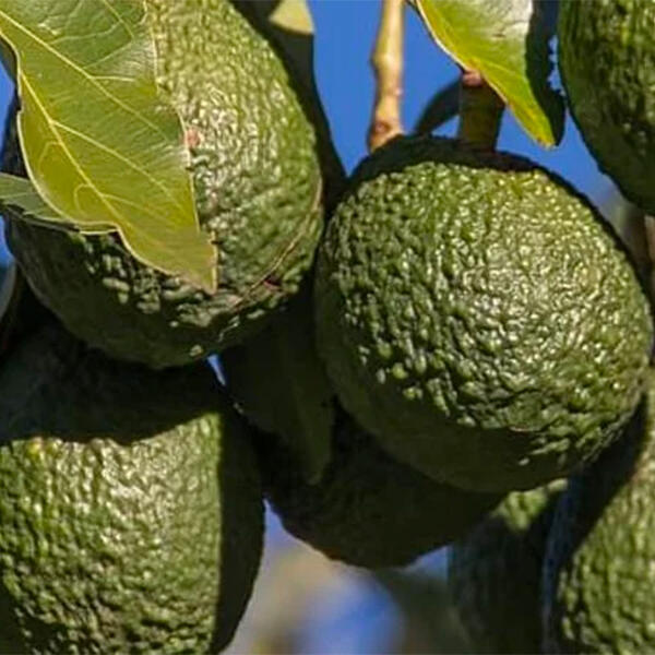 Avocado Varieties