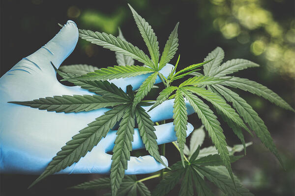 Cannabis and Hemp Research at UCR - Credit Pexels