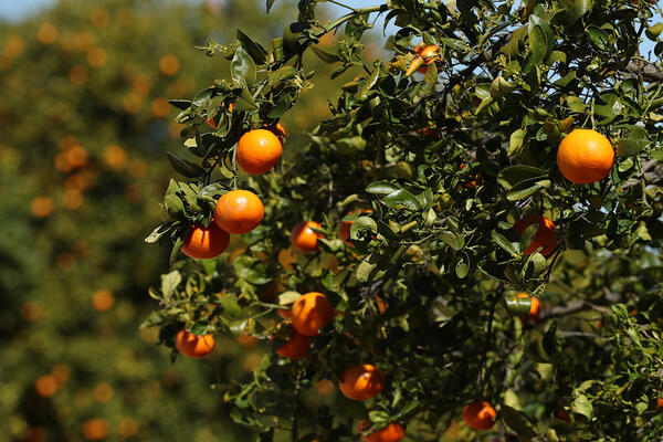 Citrus Research at UCR