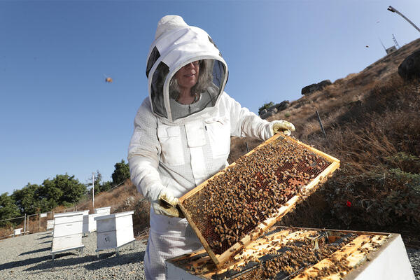 Honeybee Research at UCR