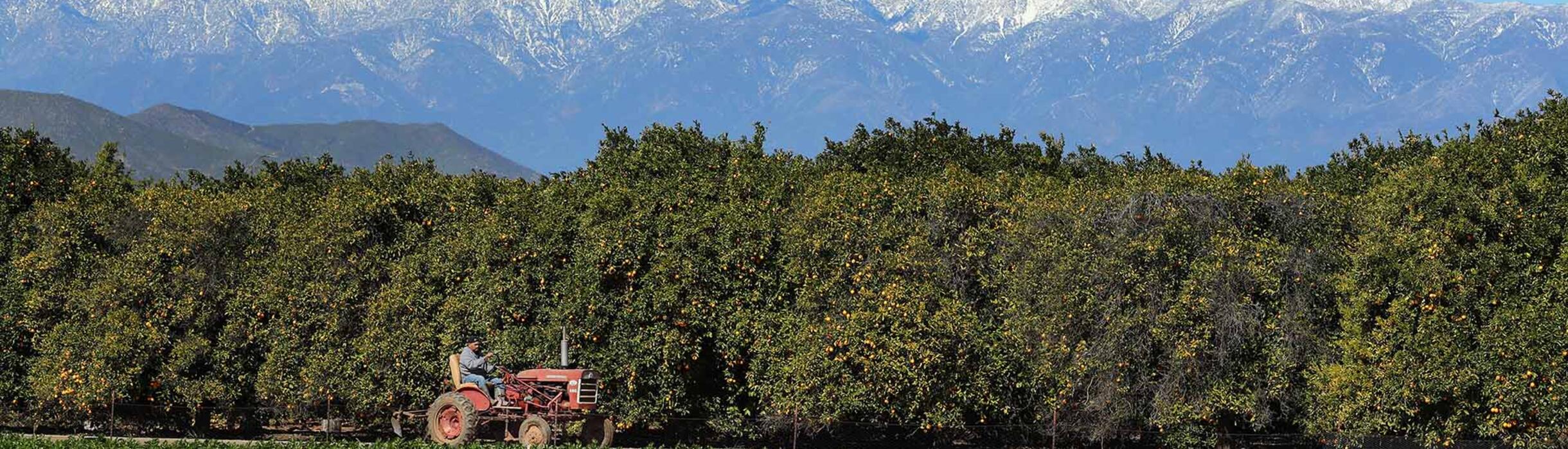 UCR Agricultural Operations - Tractor through a citrus grove